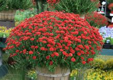 For dramatic visual impact, slip a mum from the garden center into a decorative container such as this basket, and place it near your front door. (Photo by MSU Extension Service/Gary Bachman)