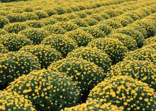 For a long floral show, choose mums that have just a little color showing in the buds and enjoy the flowers as they begin to open. (Photo by MSU Extension Service/Gary Bachman)