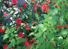 Butterflies can't resist the fire-engine-red flowers of the Pineapple Sage known as Golden Delicious. (Photo by MSU Extension Service/Gary Bachman)