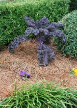 Redbor kale is an outstanding choice, a long-lived plant with frilly, solid purple-red leaves. (Photo by MSU Extension Service/Gary Bachman)