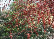 Pyracantha produces abundant white flower clusters in the spring and displays abundant red-orange fruit clusters in the fall and winter. (Photo by MSU Extension Service/Gary Bachman)