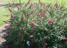 As the name suggests, Butterfly bushes such as this Buzz Velvet Buddleja attract butterflies all summer long. (Photo by MSU Extension Service/Gary Bachman)