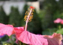 One of the intriguing features of the Cajun hibiscus is its interesting stamen and pistil arrangement, shown here on the Funny Pink variety. (Photo by MSU Ag Communications/Gary Bachman)