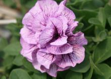 Supertunia varieties, such as this Supertunia Priscilla, are fantastic performers that make a dramatic impact on landscapes, gardens and container combinations. (Photo by MSU Extension Service/Gary Bachman)