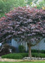 The Forest Pansy redbud's Bulldog maroon-colored leaves give outstanding color when the tree receives morning sun. (Photo by MSU Extension Service/Gary Bachman)