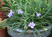 Dwarf varieties of the Mexican petunia such as this Ruellia Katie Dwarf come with bluish-purple, pink or white flowers. (Photo by MSU Extension Service/Gary Bachman)