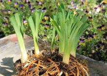 When dividing plants, separate at the growing points and trim about half the foliage to reduce water loss as the roots begin to regenerate. (Photo by MSU Extension Service/Gary Bachman)