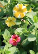 Calibrachoa Superbells is a series of hybrids with many beautiful and colorful flowers, such as these Lemon Slice Superbells with a Cherry Star. (Photo by MSU Extension Service/Gary Bachman)