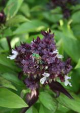 The Siam Queen basil makes good, long-lasting cut flowers when collected just as the white flowers begin to emerge. (Photo by MSU Extension Service/Gary Bachman)