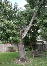 This damaged maple tree survives but provides less shade after Hurricane Gustav blew through in 2002. (Photo by MSU Extension Service/Gary Bachman)