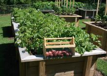 Raised beds bring many benefits to plants, but easy accessibility may be what has made them so popular. (Photo by MSU Extension Service/Gary Bachman)