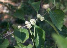 Alba is a white-berried selection of American beautyberry whose clusters of berries shine in shady nooks in the garden and landscape. (Photo by MSU Extension Service/Gary Bachman)