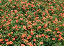 Dreamsicle is a bright orange Superbells variety that reminds me of the frozen treats bought from ice cream trucks in the summer. (Photo by MSU Extension Service/Gary Bachman)