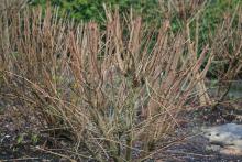 As temperatures rise, gardeners should exercise patience when surveying cold damage to landscape plants, shrubs and trees, because some plants may not bounce back until summer. (Photo by MSU Extension Service/Gary Bachman)