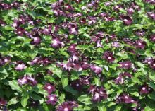 Jams 'N Jellies is an All-America Selection annual flowering vinca that has performed very well in Mississippi State University garden trials. (Photo by MSU Extension Service/Gary Bachman)