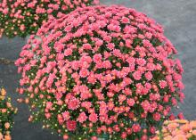 The many warm colors of mums fit in almost any home color scheme. They have an immediate impact with their plentiful blooms. (Photo by MSU Extension Service/Gary Bachman)