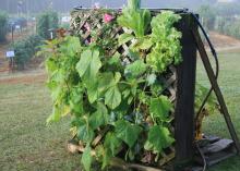 Accessible gardening is a topic of the Fall Flower and Garden Fest in Crystal Springs this year on Oct. 17-18. All events and exhibits are handicap accessible. (Photo by MSU Extension Service/Gary Bachman)