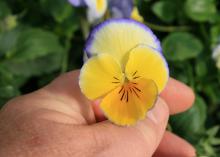 Cool Wave Blueberry Swirl is a fun pansy that can fill a landscape bed or hanging basket with good color from fall until spring. (Photo by MSU Extension Service/Gary Bachman)