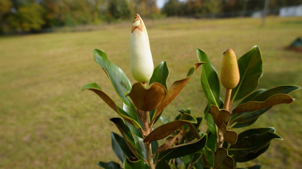 Upturned magnolia leaves stretch to the blue sky speckled with white clouds.