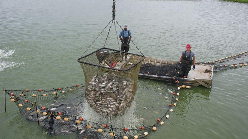 A catfish net rises in the foreground with 2 men standing on a boat in back.