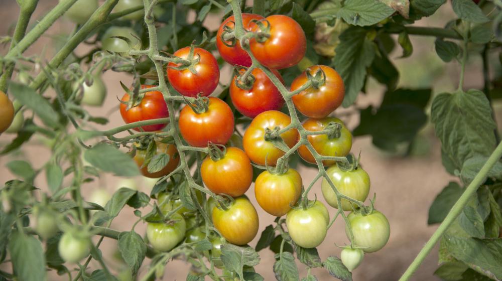 Tomatoes on a vine.