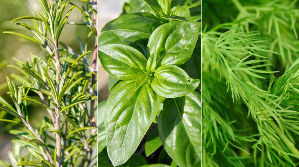 rosemary, basil, and dill collage