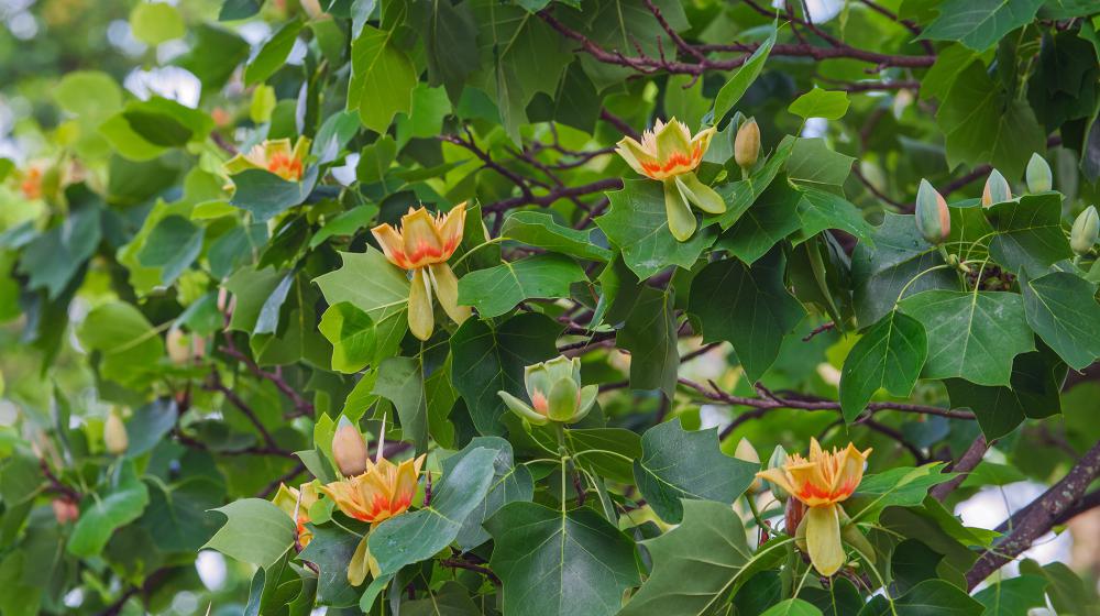 A closeup of a poplar tree showing its leaves and flowers