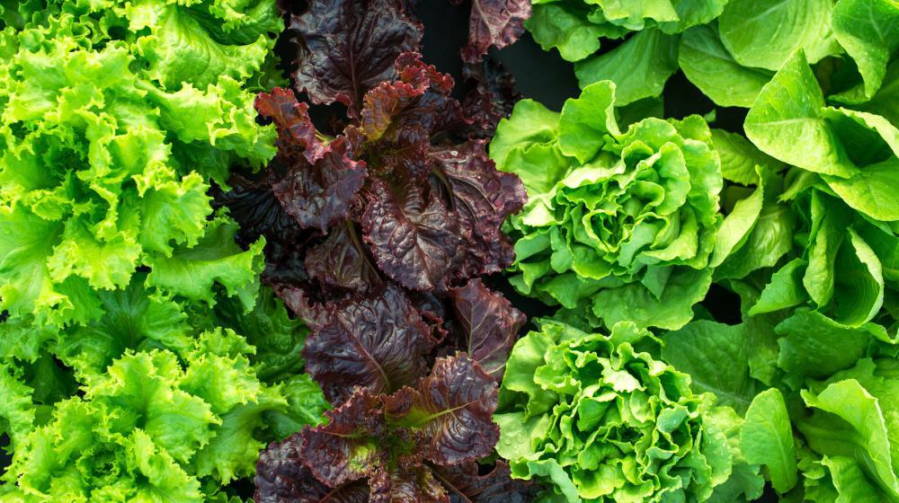 three rows of lettuce grow in a garden