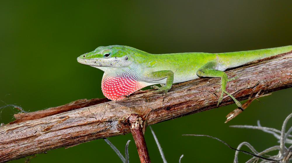 green Carolina anole