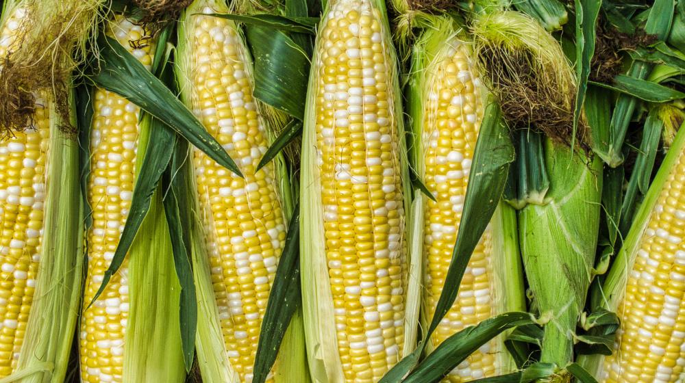 Ears of Corn
