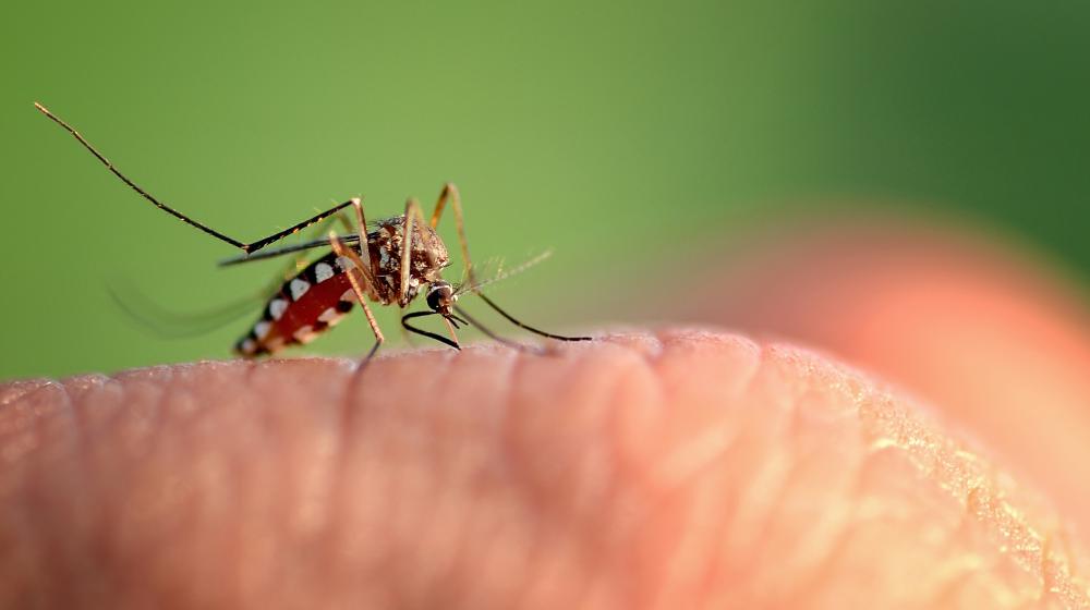 Mosquito on hand