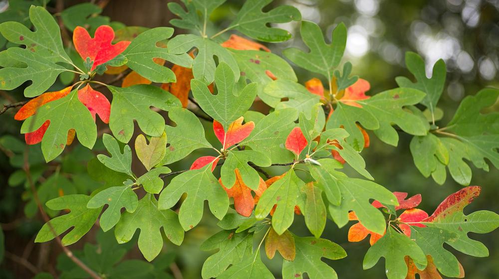 Sassafras Tree Leaves