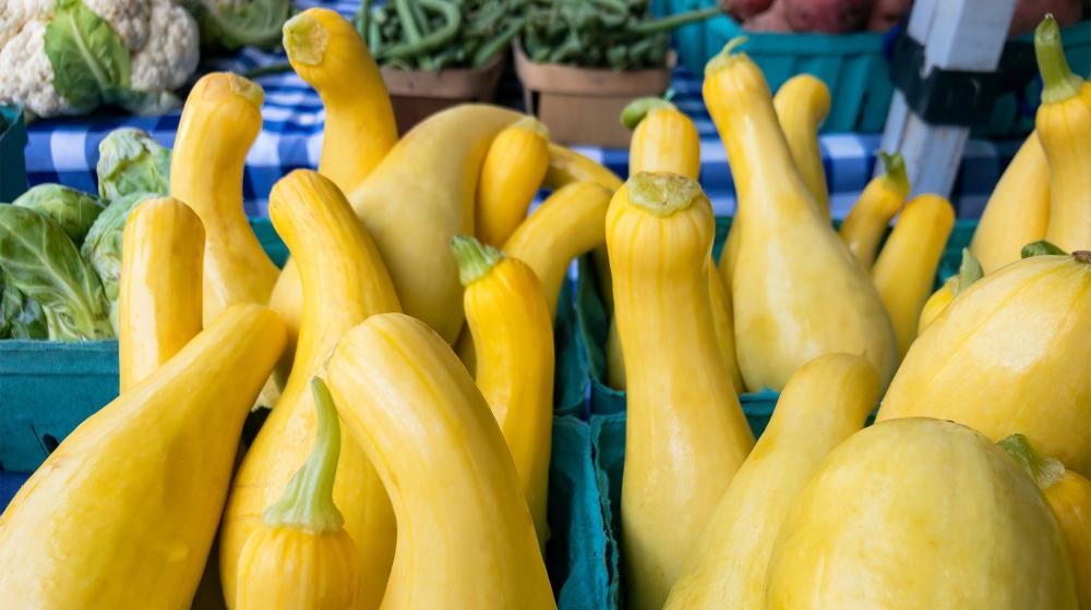 Yellow Squash