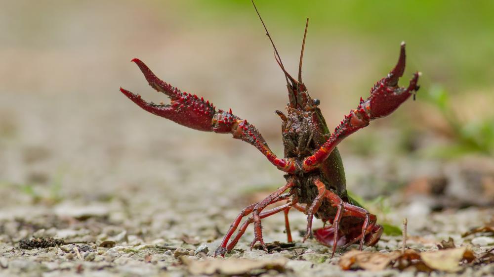 Red Crawfish