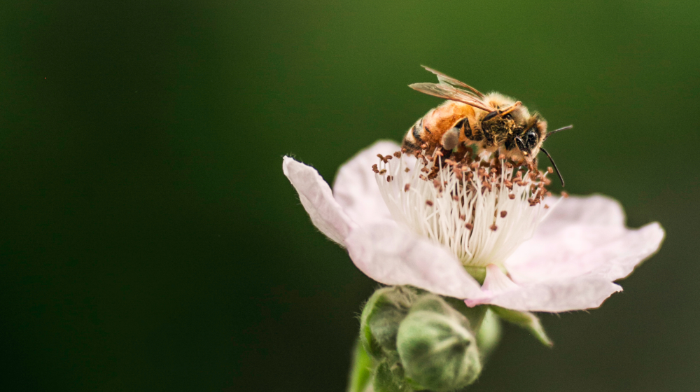 A bee sits on a flower