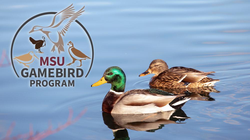 Two mallard ducks on water and MSU gamebird logo.