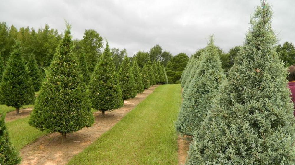 Christmas trees on a farm.