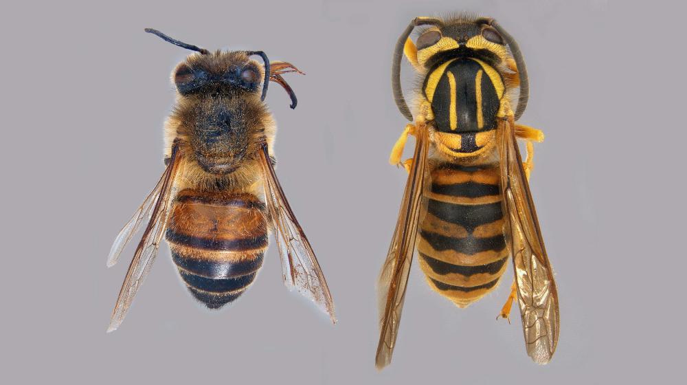 This side-by-side comparison of a honey bee and a Southern yellow jacket reveals their similarities and differences in physical appearance. (Photo by Mississippi Entomological Museum/Joe Macgown) On the left is a close-up photo of a worker bee specimen, on the right is a close-up photo of a Southern yellow jacket specimen.