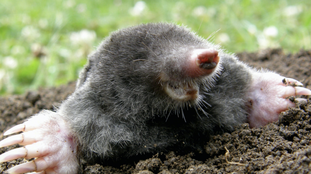 An Eastern mole.