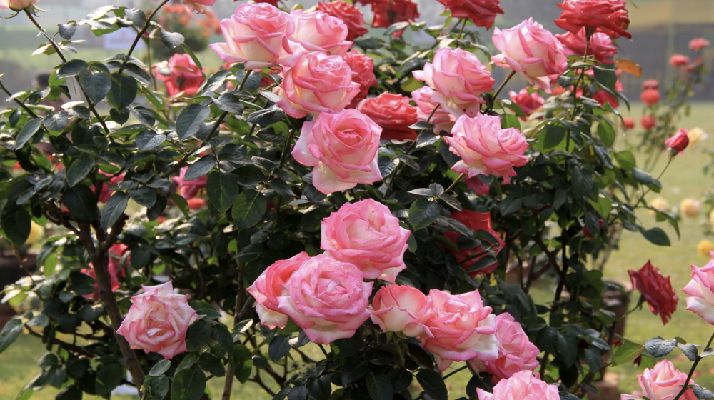 Pink rose bush.