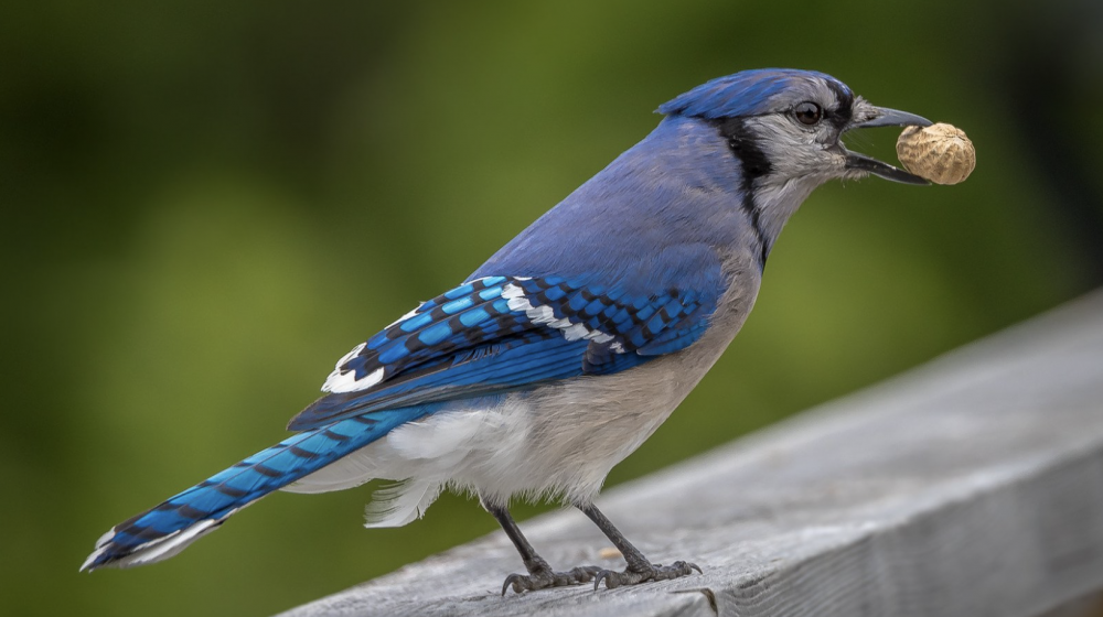 Blue Jay with nut in mouth. 