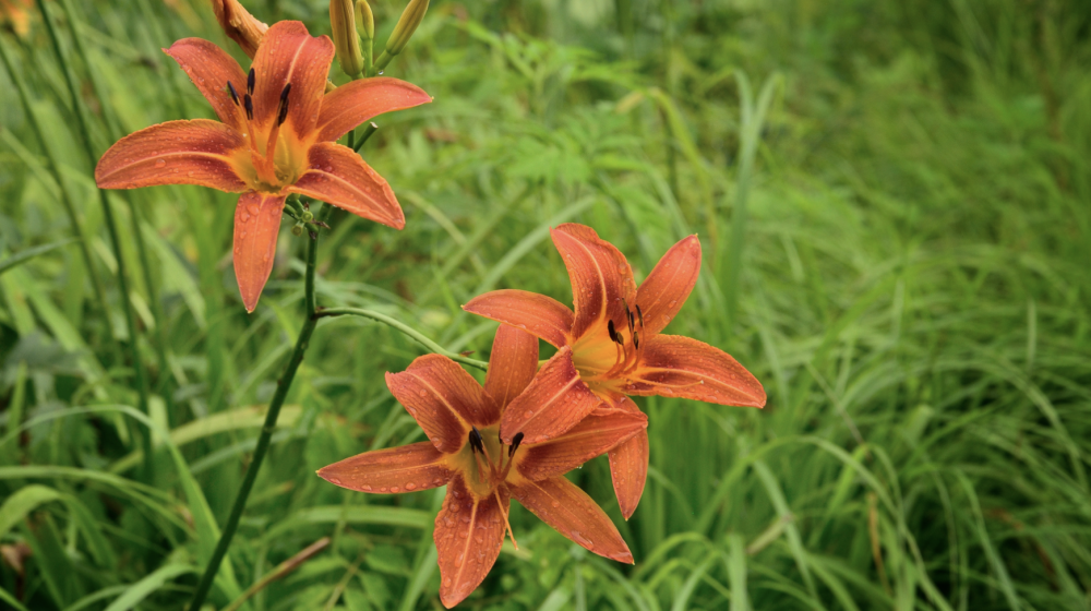 Orange flowers. 