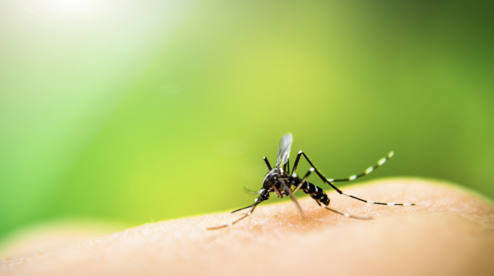 Mosquito