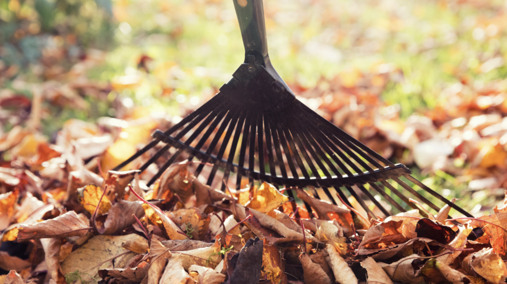 Raking leaves 