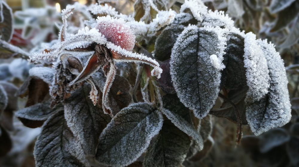 Frozen plants.