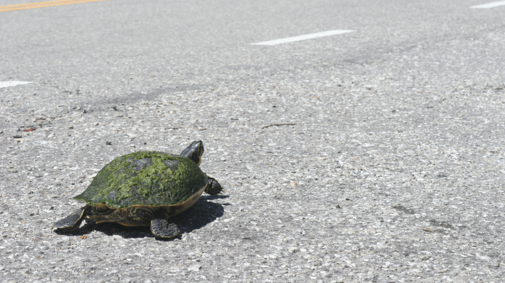 Turtle crossing the road