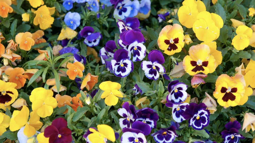 Yellow, purple, and blue pansies.