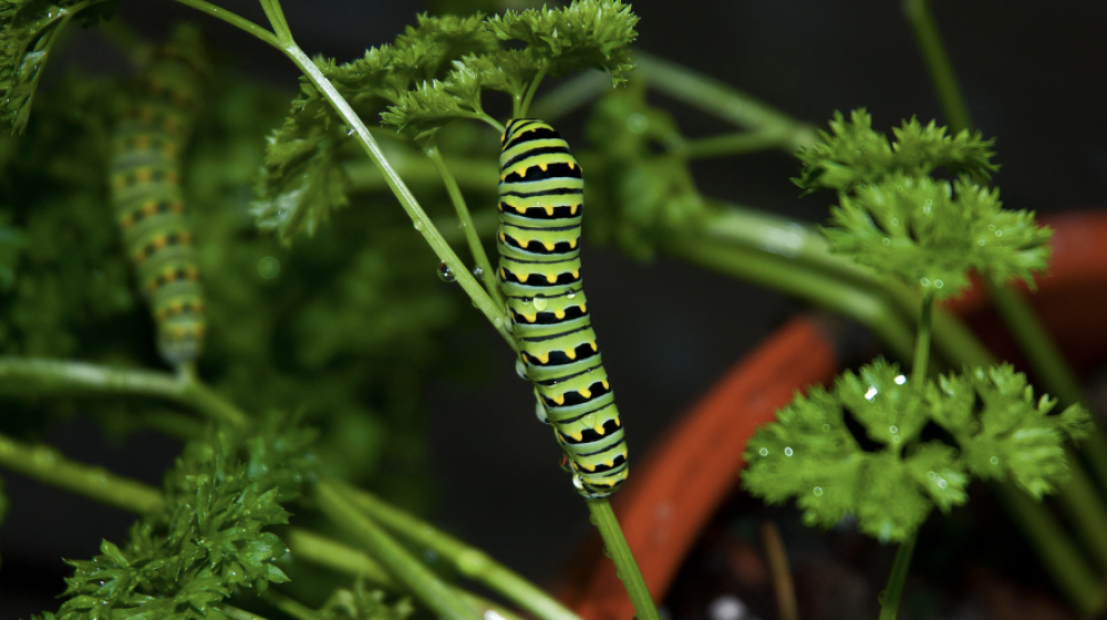 Black swallowtail caterpillar on a plant. 