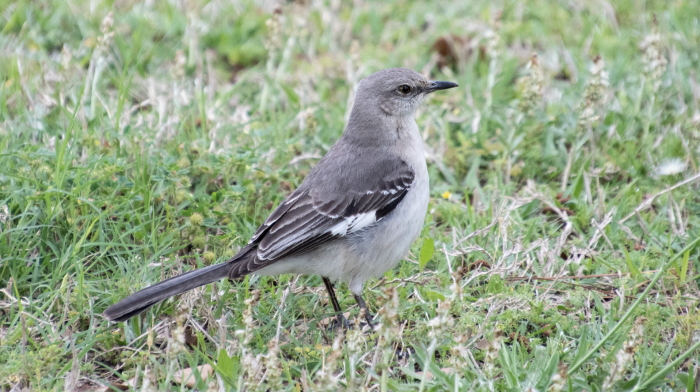 Northern mockingbird.