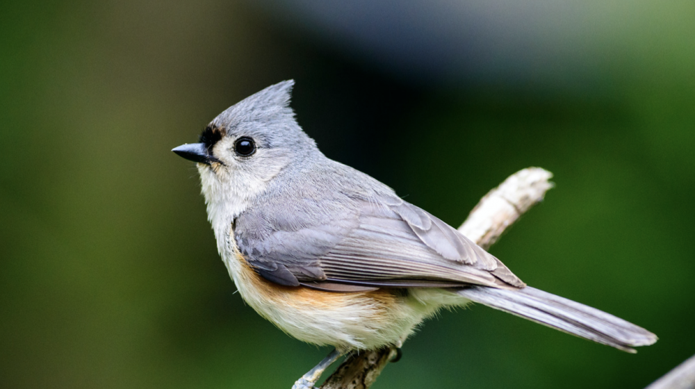 Tufted Titmouse